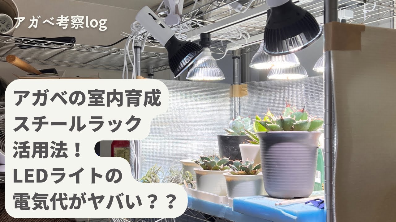 アガベの室内管理、LEDライトの設置方法、スチールラックが便利！電気 