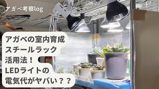 アガベの室内管理、LEDライトの設置方法、スチールラックが便利！電気代がやばい！？