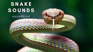 Snake sounds - snake growl and hissing sound effect (warning 1 hour)