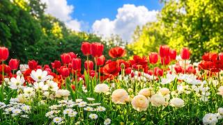 (No Ads) Pure Tranquility 🌹 Gentle Piano Music for Stress Relief & Emotional Balance