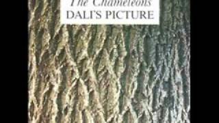 Things I wish I'd said - Chameleons UK