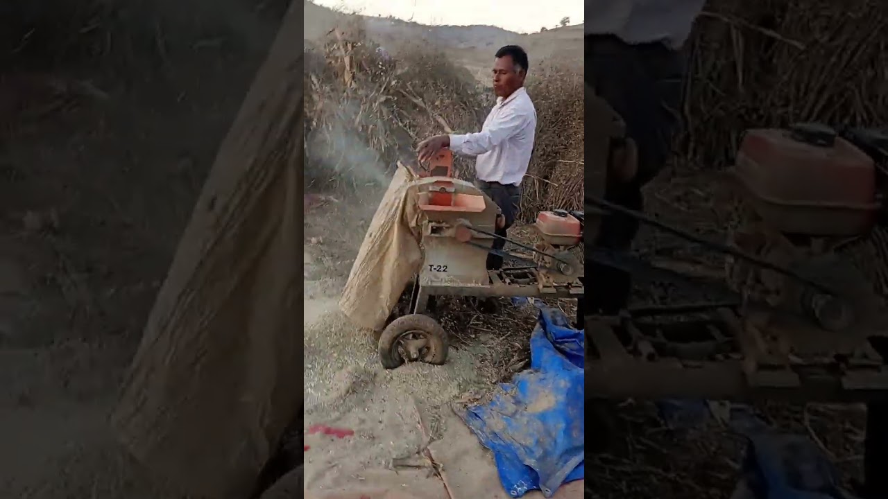 Aquí estoy con el tío Valentín va #moler #forraje para la #yunta @rodolfochavezmaldonado6