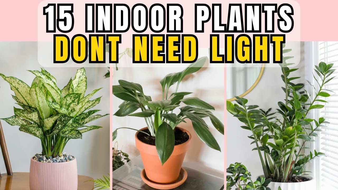 15 Indoor Plants That Grow Without Sunlight — Perfect for Low-Light, Windowless Homes & Apartments