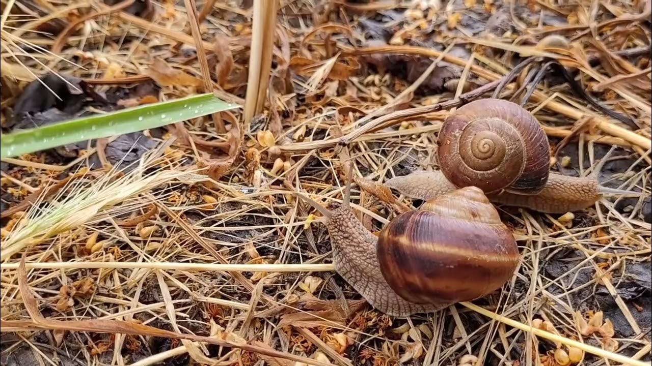 Турбо улитки - YouTube