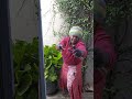 Mirai Ndikuudzei Mirai Ndikuudzei