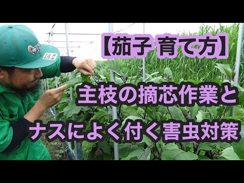 茄子 育て方 主枝の摘芯作業とナスによく付く害虫対策 7 8 Youtube