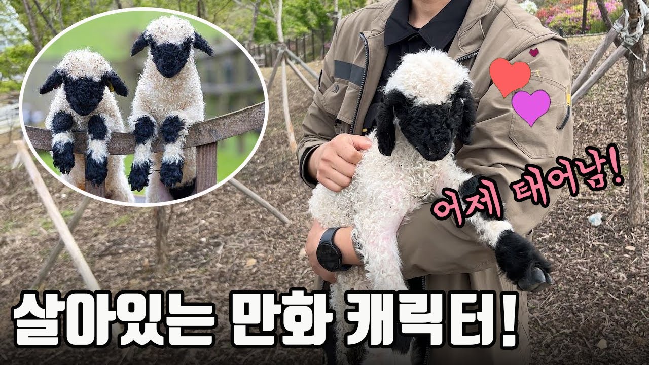 존재 자체가 심장에 안좋습니다 ㅠㅠ 희귀한 아기 흑비양들이 계속 태어나고 있어요♥