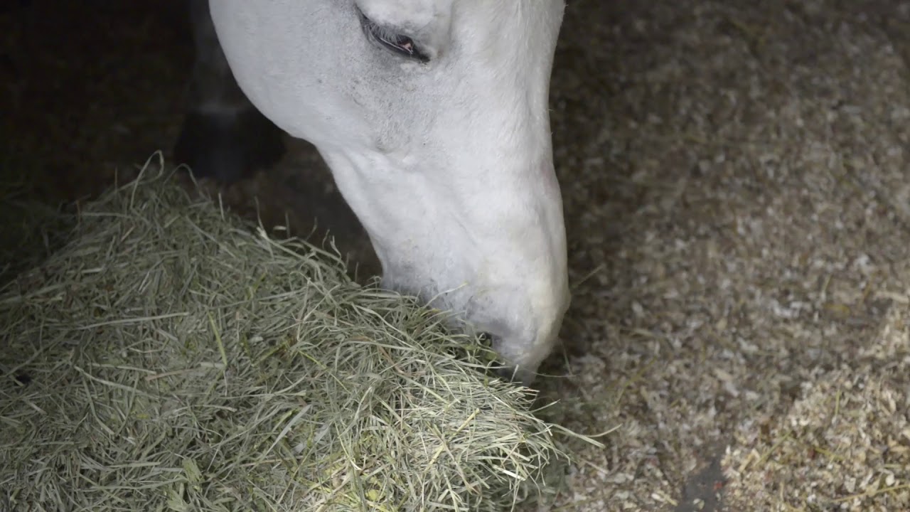 Quidding from neurologic disease YouTube