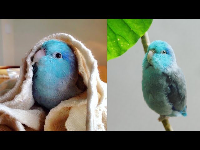 cute blue parakeets