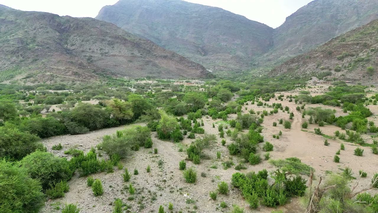 شتاء محابل عسير 1446 زراعة الذرة ( الحماطة @ الظهرة ) MHS@sohimi9