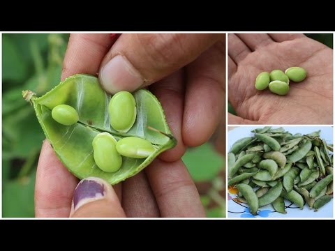 Video: Vite di fagioli di giacinto in crescita: informazioni e cura sulla pianta di fagioli di giacinto
