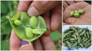 Growing Hyacinth bean (Avarekalu) In a Container -Terrace Garden