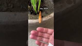 Cute Golden Swamp Eel @OliverKnott_aquascaper