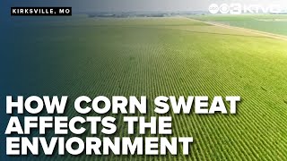 Corn sweat and how it affects the environment
