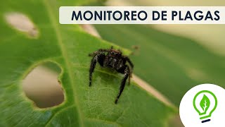 Monitoreo de plagas dentro de una explotación