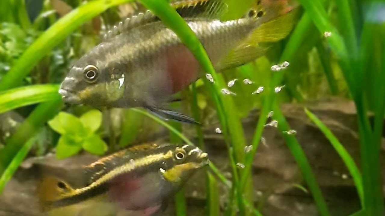 La première ponte de mes pelmatos ! (pelvicachromis pulcher)