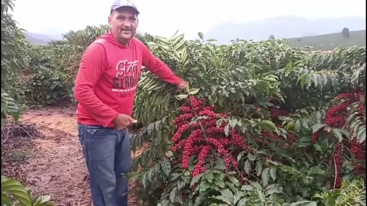 Đi tham quan vườn cà phê tại BraZil | vườn cực kỳ sai trái | mình đã làm sai với kỹ thuật của họ.