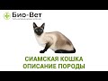 Сиамская Кошка  Описание Породы  Характер & Уход За Сиамской Кошкой.  Ветклиника Био-Вет