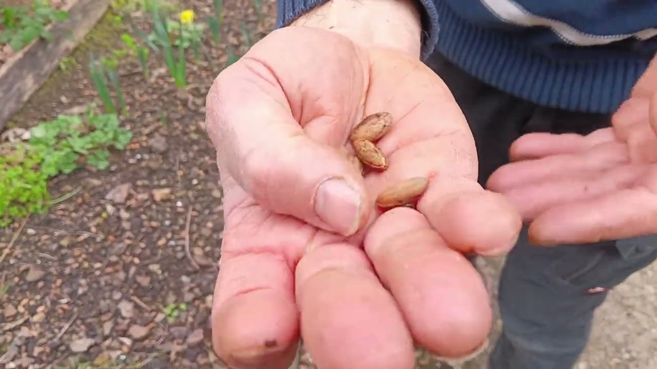 Cornus mas. La especie que florece en pleno invierno.