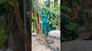 siman garad