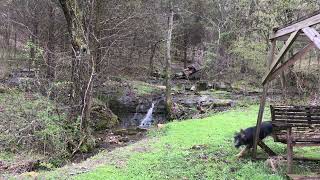 German Shepherd Waterfall playtime again #shorts
