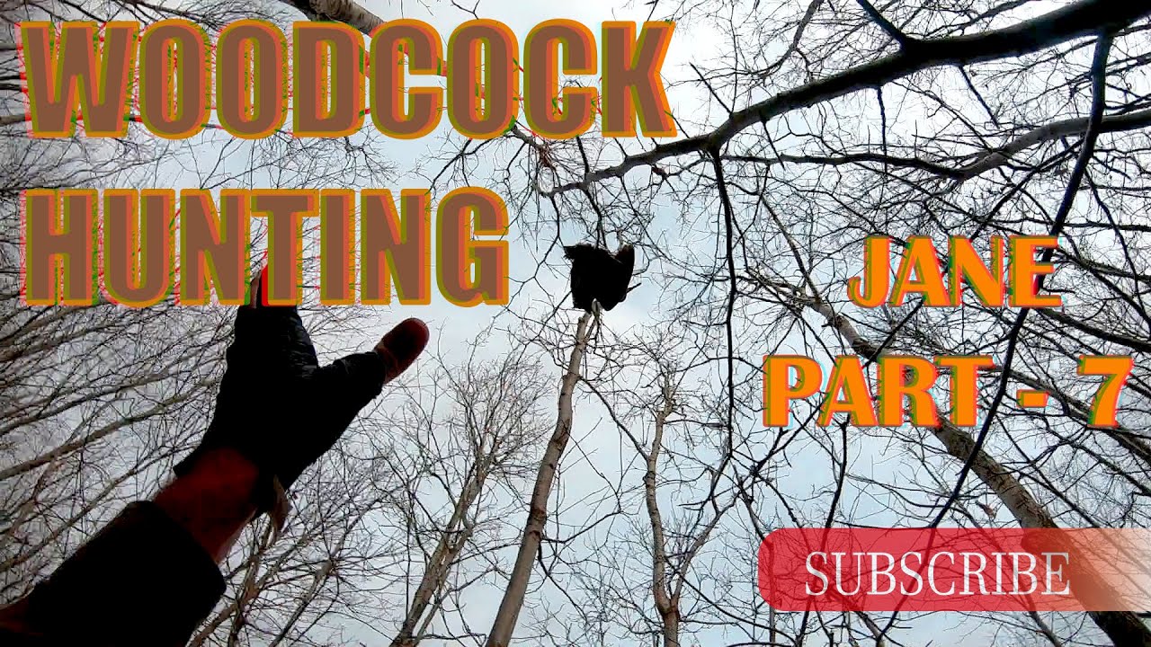 Jane ile Çulluk Avları 7 - Woodcock Hunting With Jane Part 7 Caccia Alla Beccaccia con Jane Parte 7