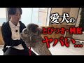 トイプードルの大興奮・とびつき癖がヤバい…。プロドッグトレーナーが実践しつけで改善します
