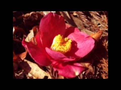 2015 03 29 魂リク『何度でも花が咲くように私を生きる』福山雅治 （歌詞付）