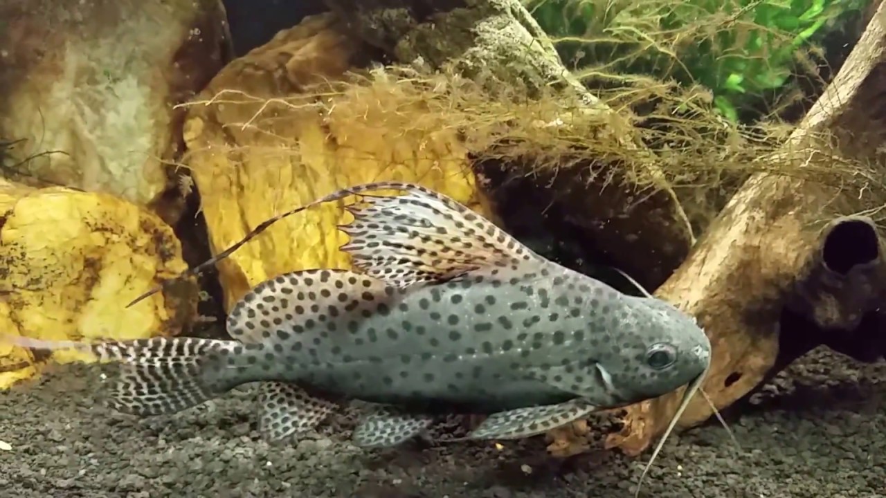 CATFISH - SYNODONTIS FEATHERFIN / EUPTERUS Synodontis eupterus