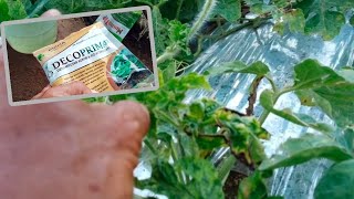 Frizzy hair and yellow virus, try this way to overcome it!!!!