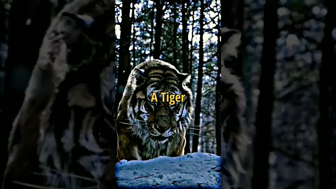 Lion, Tiger & Wolf 🔥attitude status|whatsapp status#shorts #viral #motivational