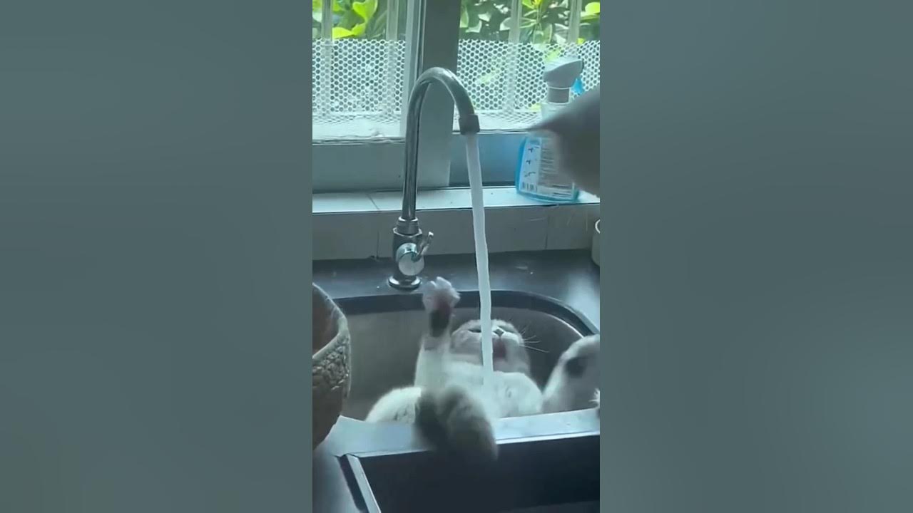 kucing kaget kesiram air #kucing#kucingimut #hewanunik kucing kaget kesiram air #kucing#kucingimut #hewanunik