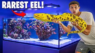 Exotic Moray Eel Gets Dream Aquarium