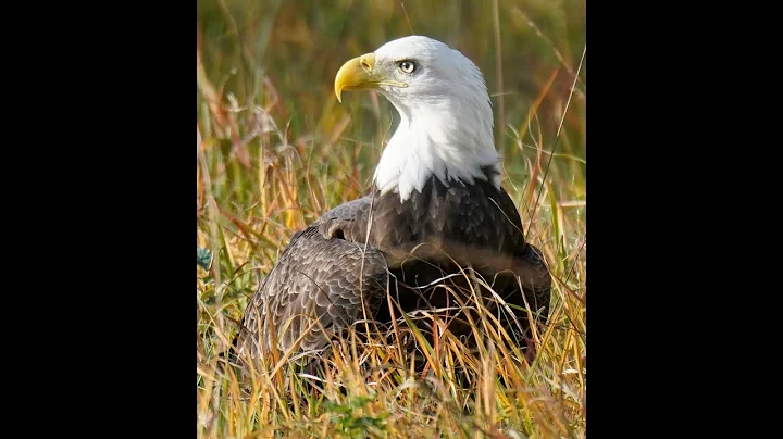 Eagles in Stockton NJ Playing piano??