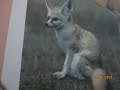 Le Fennec الفنك وضعية ادماجية حول الفنك بالفرنسية السنة الخامسة للتعليم الابتداىي 