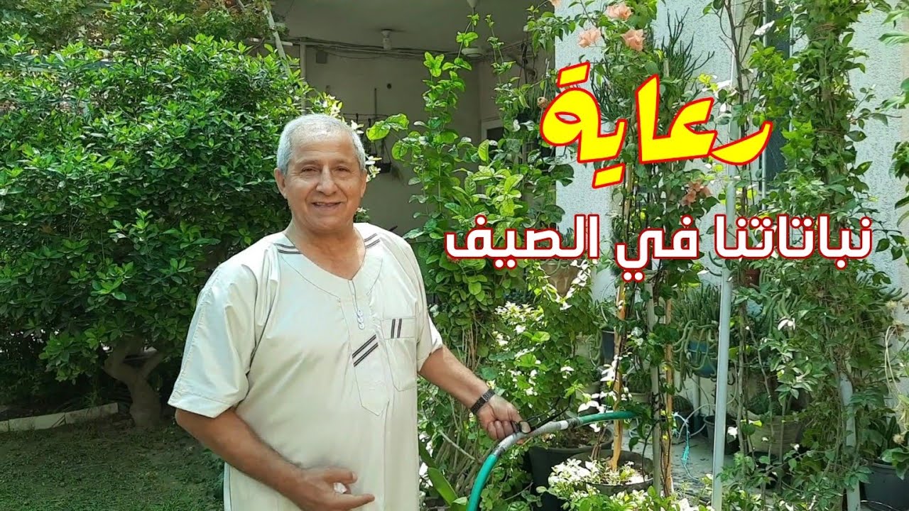 رعاية نباتاتنا في الصيف 