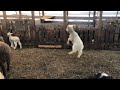 Watch happy jumping lamb at sky view farm in deering