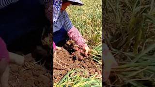 Harvesting fresh shallots or garlic manually and neatly using a hand tool