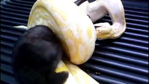 Albino Burmese Python Feeding Time Part 2