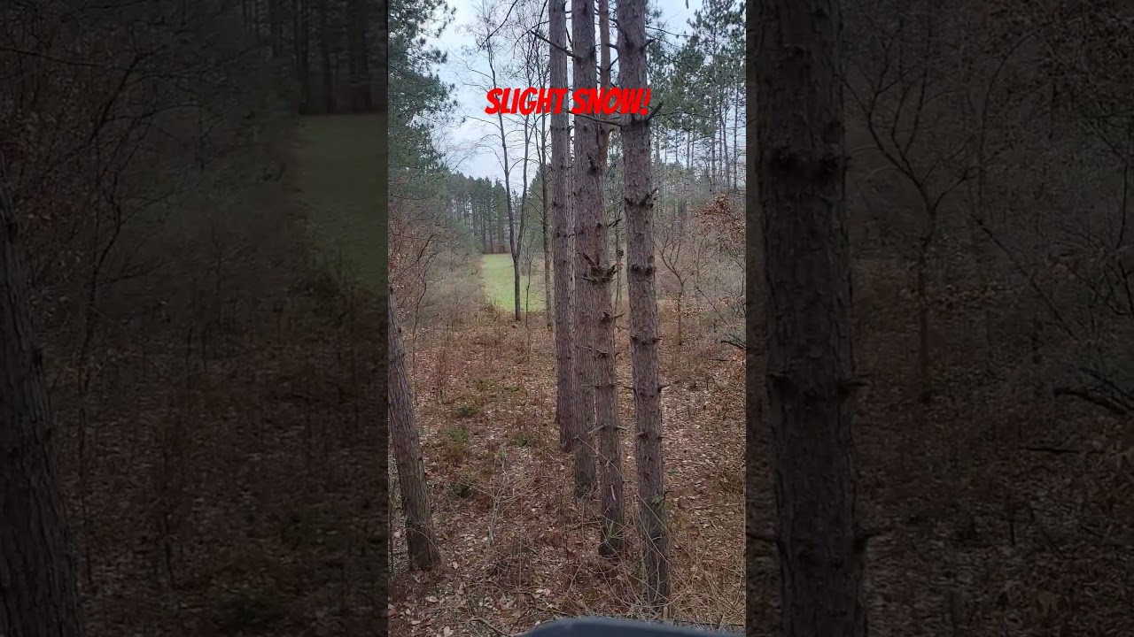 Cold morning in the deer woods. 