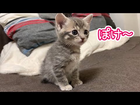 (ΦωΦ)仔猫ちゃん(≧∇≦)b♥ほんわり生後2ヶ月(ΦωΦ)♥♥猫 生後2ヶ月子猫(ΦωΦ)♪ 楽しすぎて尻尾がたわしになっちゃった