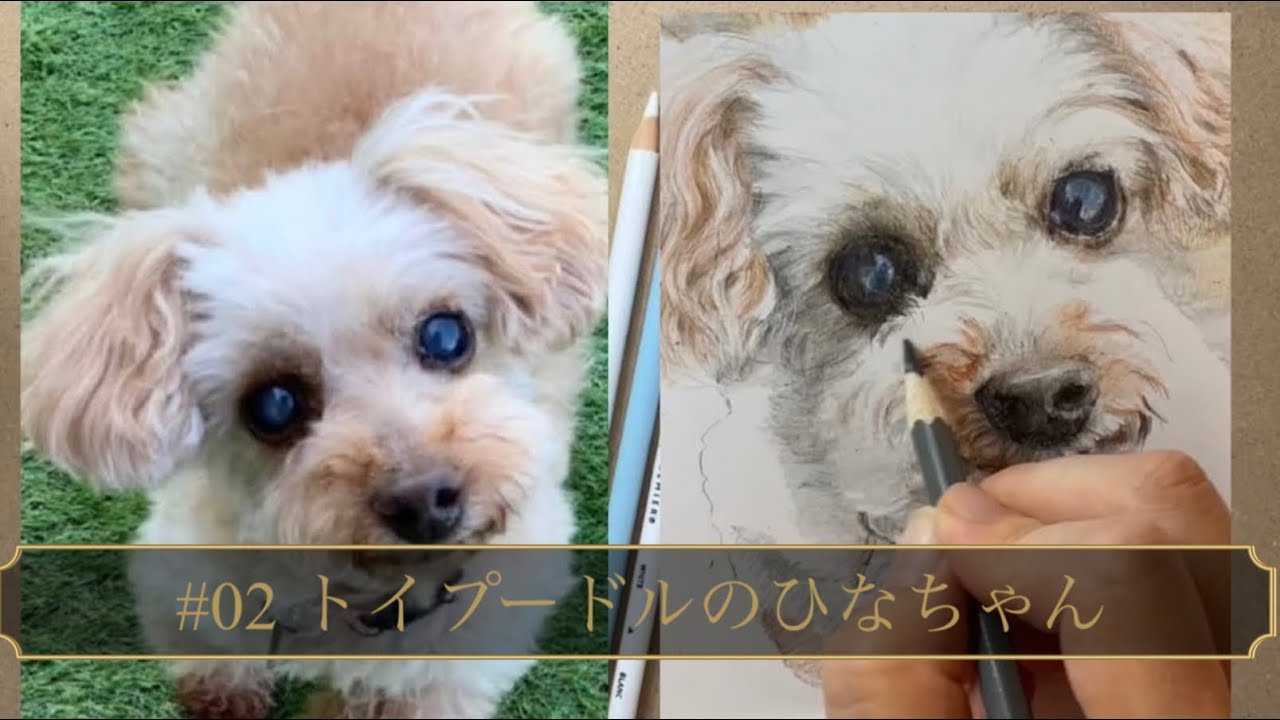 色鉛筆画 colored pencil drawing 】 #02 トイプードルのひなちゃん