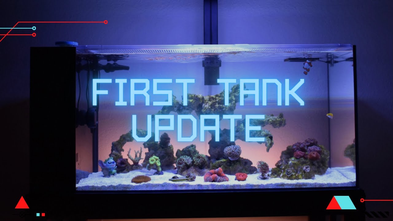 First Update Fiji Cube 38g Peninsula YouTube