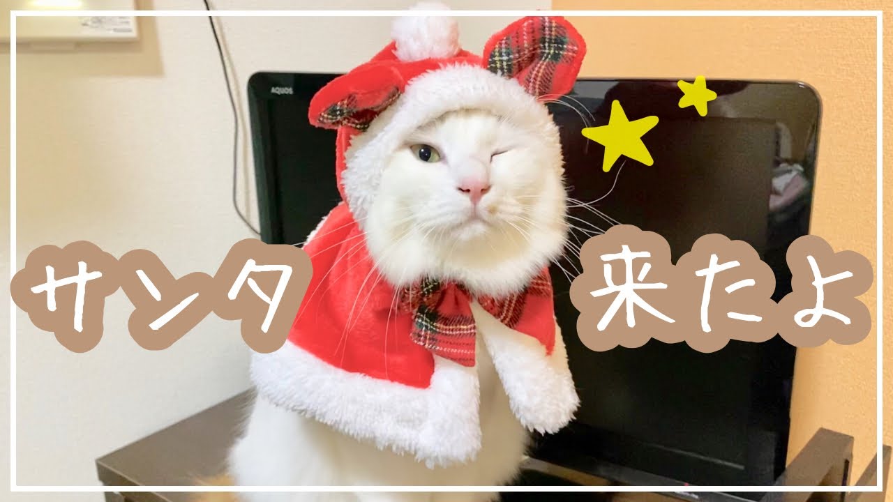 初めてクリスマスプレゼントをもらった猫 Youtube