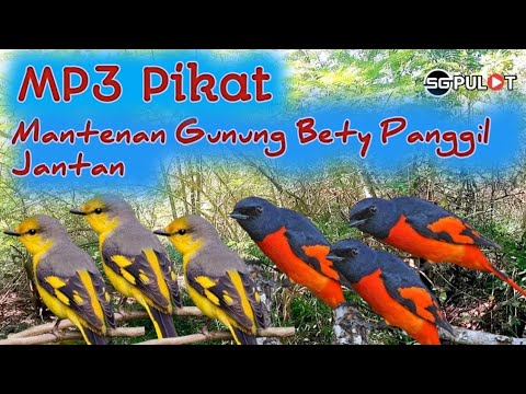 Si Betina Burung Mantenan Memanggil Pejantan,Suara Pikat Burung Mantenan Gunung