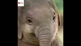 Funny Baby Elephant.        #shortsfeed#trending #global#animals #elephantlove #cute #instafbreels