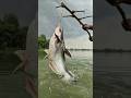 Unbelievable Bamboo Stick Trap Fishing System #trapfishing #fishing #fish #fishingvideo #shorts