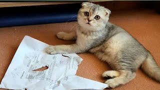 kitten and official letters #meow #kittenviral