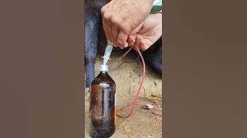 confirmed intravenous cannula in jugular vein by Mathur Mondal#cattle IV cannulation