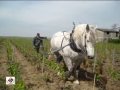 Travail des sols viticoles au cheval champagne